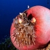 anemonefish_pink_mid_v_0705_png1255.jpg